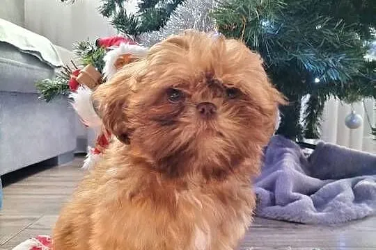 Piękny Shih Tzu, Łódzkie, Wiączyń Dolny