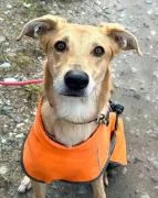 Stella - cudowna suczka za kratami, adoptuj!  Stella – elegancja, energia i wielkie serce w jednym!