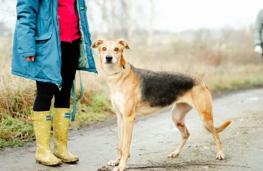 Stella - cudowna suczka za kratami, adoptuj!  Stella – elegancja, energia i wielkie serce w jednym!, , Warszawa