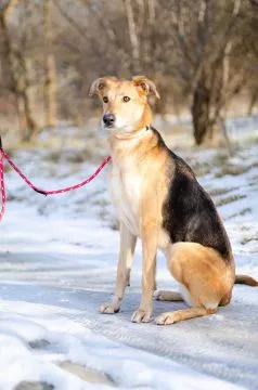 Stella - cudowna suczka za kratami, adoptuj!  Stella – elegancja, energia i wielkie serce w jednym!, , Warszawa
