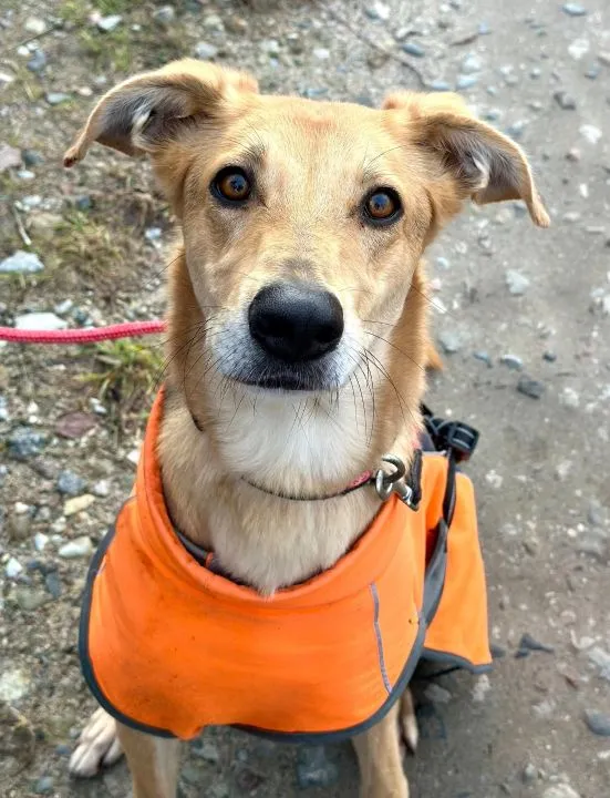 Stella - cudowna suczka za kratami, adoptuj! Stella – elegancja, energia i wielkie serce w jednym!, , Warszawa