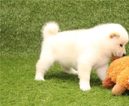 Szczenięta Shiba Inu gotowe do odbioru. Napisz do nas na WhatsApp: +27848239748, , Wronów-Kolonia
