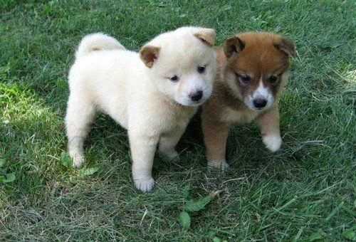 Szczenięta Shiba Inu gotowe do odbioru. Napisz do nas na WhatsApp: +27848239748