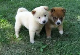 Szczenięta Shiba Inu gotowe do odbioru. Napisz do nas na WhatsApp: +27848239748