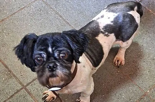 Shih tzu z rodowodem I uprawnieniami, Wielkopolskie, Gniezno
