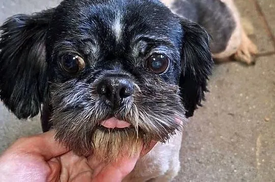 Shih tzu z rodowodem I uprawnieniami, Wielkopolskie, Gniezno