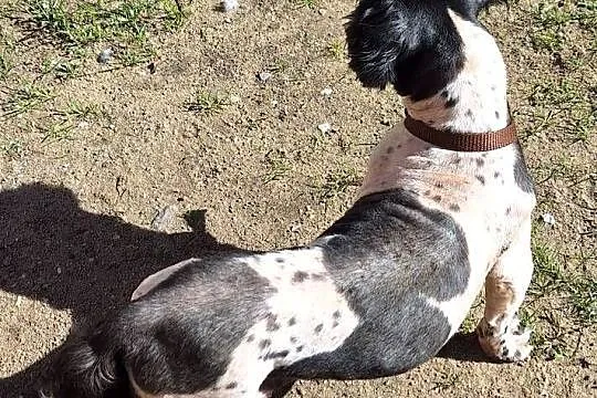 Shih tzu z rodowodem I uprawnieniami, Wielkopolskie, Gniezno