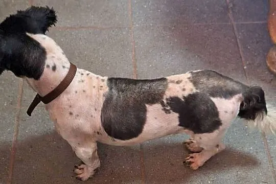 Shih tzu z rodowodem I uprawnieniami, Wielkopolskie, Gniezno