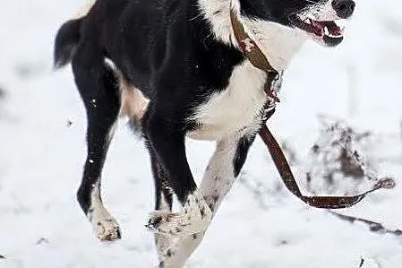 BOBIK vel ŁATEK szuka pilnie BFF!,  mazowieckie Wa