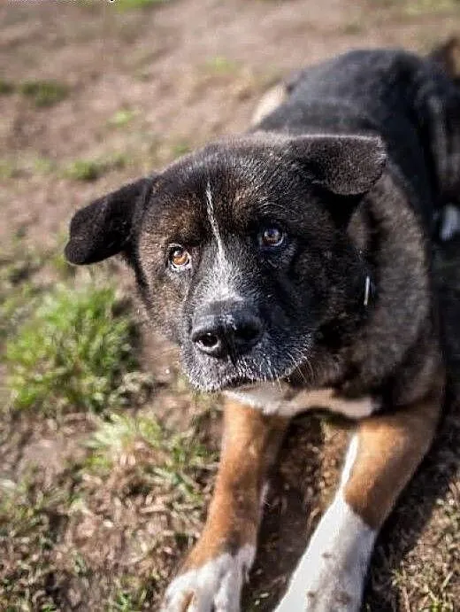 APE poznaj, pokochaj i adoptuj, śląskie Gliwice