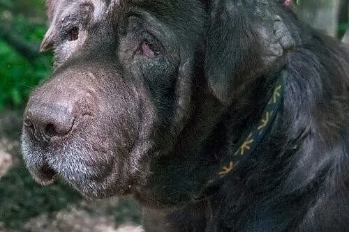 Forest - psi smutek potrzebuje kochającego domu