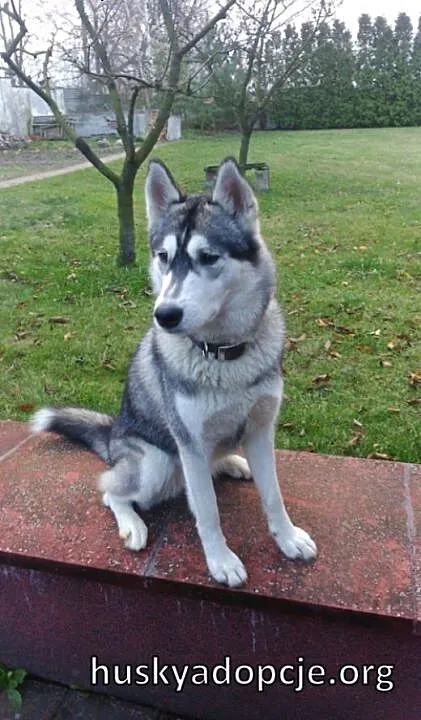 SARA- młoda, energiczna suczka husky do adopcji,