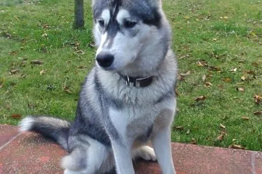 SARA- młoda, energiczna suczka husky do adopcji,  