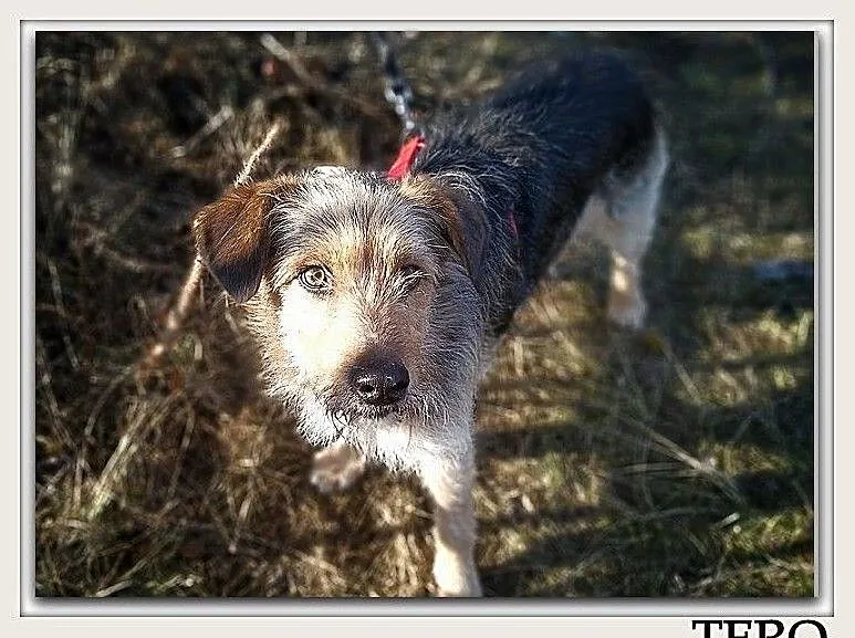 Średni 15 kg,typ teriera,wesoły,przytulaśny,łagodny,szczepiony psiak TERO.Adopcja., Małopolskie, Kraków