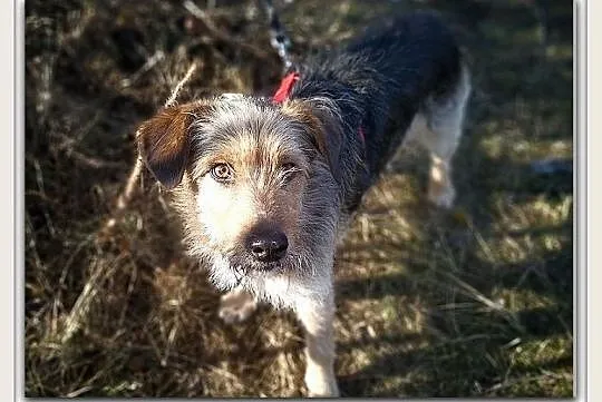 Średni 15 kg,typ teriera,wesoły,przytulaśny,łagodny,szczepiony psiak TERO.Adopcja., Małopolskie, Kraków