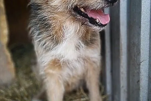 Średni 15 kg,typ teriera,wesoły,przytulaśny,łagodny,szczepiony psiak TERO.Adopcja., Małopolskie, Kraków