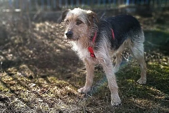Średni 15 kg,typ teriera,wesoły,przytulaśny,łagodny,szczepiony psiak TERO.Adopcja., Małopolskie, Kraków