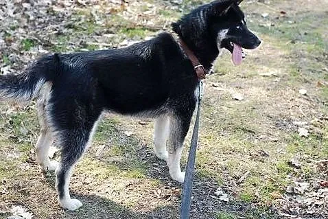 Tara- szczeniak niebieskooka sunia,  mazowieckie W