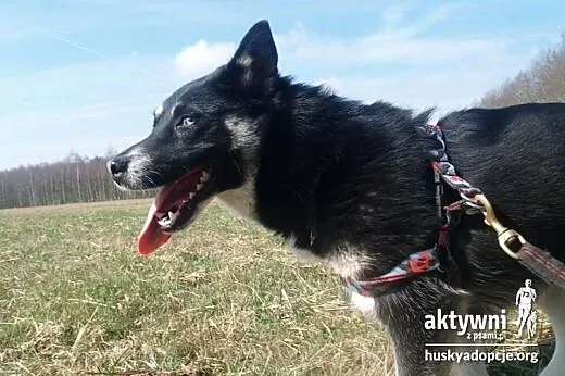Tara- szczeniak niebieskooka sunia,  mazowieckie W