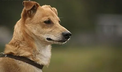 Z pyszczkiem wciśniętym między kraty czeka... na c
