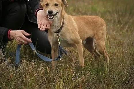 Z pyszczkiem wciśniętym między kraty czeka... na c