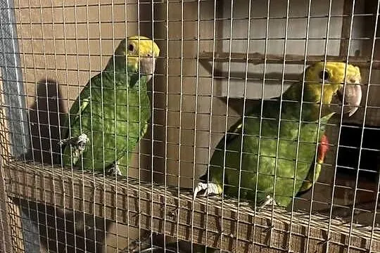 Amazonki niebieskoczelne , pąsowe , białoczelne