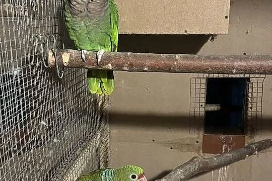Amazonki niebieskoczelne , pąsowe , białoczelne, Świętokrzyskie, Pińczów