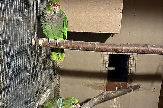 Amazonki niebieskoczelne , pąsowe , białoczelne, Świętokrzyskie, Pińczów