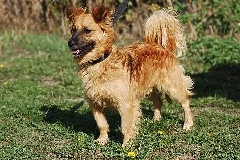 Rudolf -6kg szczęścia czeka na ...Ciebie?,  mazowi
