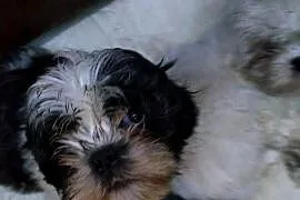 pieski Shih Tzu  3 chłopcow