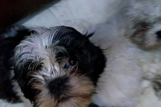 pieski Shih Tzu  3 chłopcow
