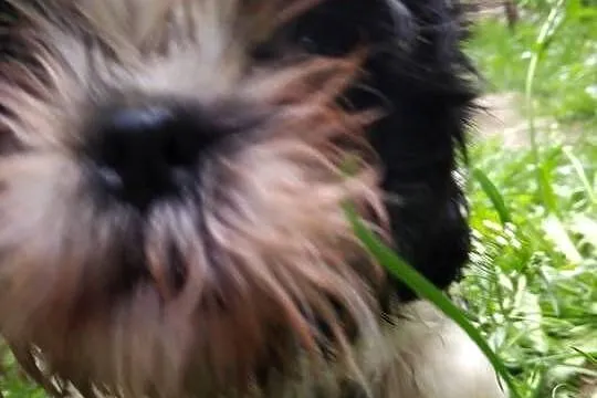 pieski Shih Tzu  3 chłopcow, Kujawsko-pomorskie, Unisław