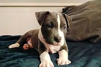 Amstaff, Lubelskie, Lublin