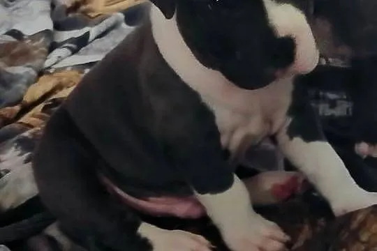 Amstaff, Lubelskie, Lublin