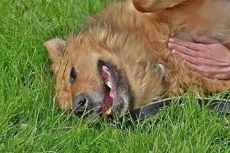 Teddy- pies na dobre i na złe,  lubelskie Lublin