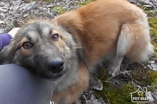 FIGA - śliczna, roczna 11kg sunia szuka domu,  maz