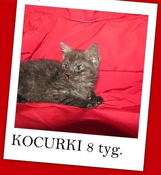 8 tyg.kociaki,kocurki,dymny,biało-dymny.ADOPCJA,