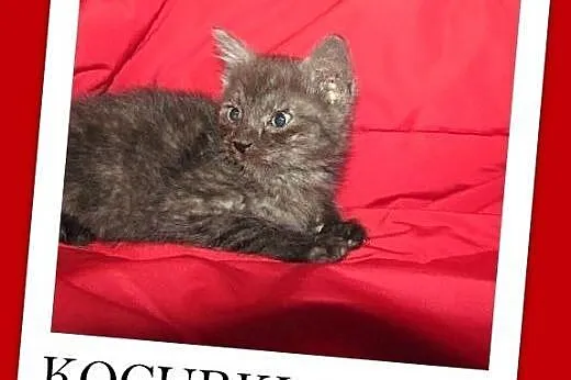 8 tyg.kociaki,kocurki,dymny,biało-dymny.ADOPCJA,  