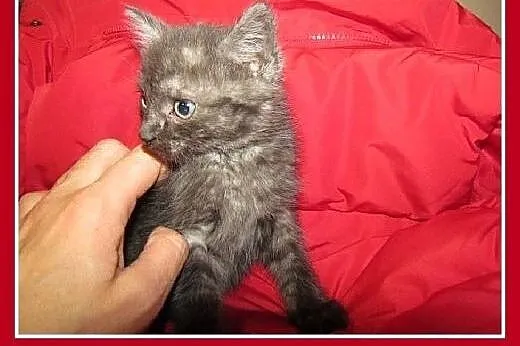 8 tyg.kociaki,kocurki,dymny,biało-dymny.ADOPCJA,  