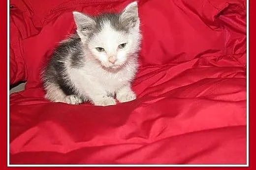 8 tyg.kociaki,kocurki,dymny,biało-dymny.ADOPCJA,  