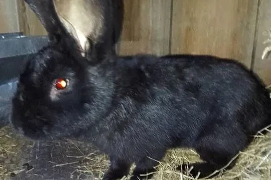 Posiadam samca do krycia nie na sprzedaż, Pomorskie, Gniewowo