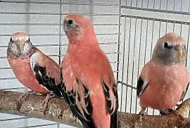 Papugi lilianki