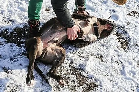 Uzi to piękny 6 letni pies w typie amstaffa.,  maz