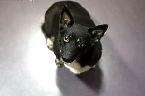 Mrówka - cudna MALEŃKA sunia  do pilnej adopcji,  