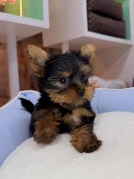 Szczenięta York Terrier do adopcji E-mail: {{amandinelisa01@gmail.com}},