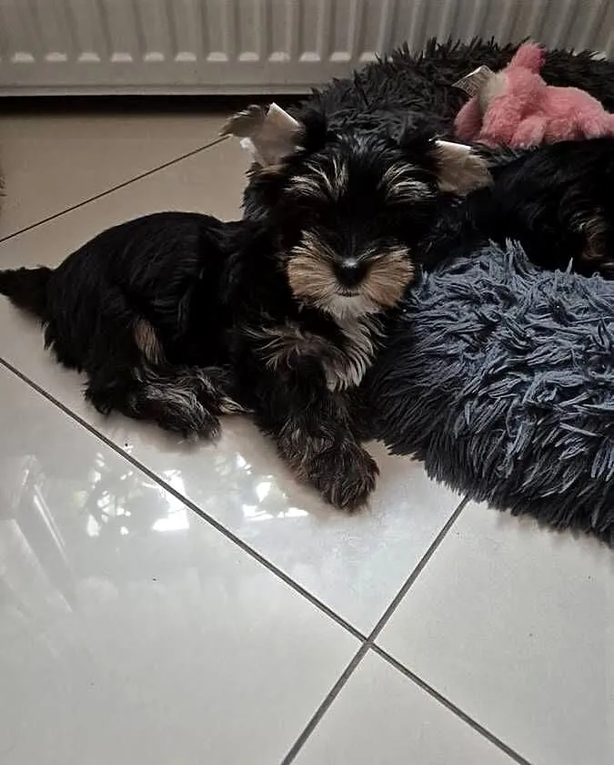 Yorkshire Terrier, Śląskie, Dąbrowa Górnicza