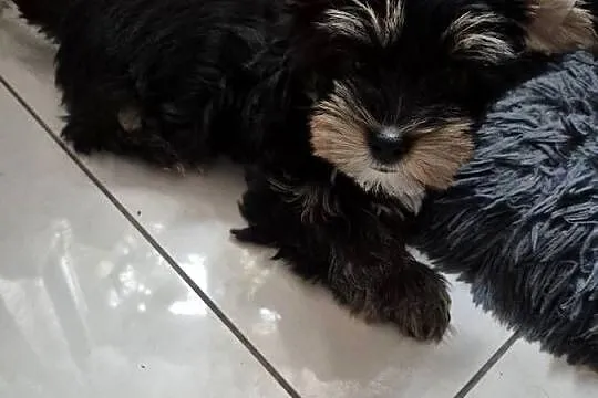 Yorkshire Terrier, Śląskie, Dąbrowa Górnicza