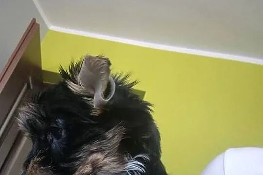 Yorkshire Terrier, Śląskie, Dąbrowa Górnicza