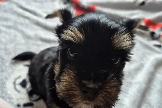 Yorkshire Terrier, Śląskie, Dąbrowa Górnicza