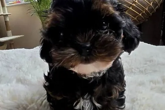 Shih tzu z pudlem toy shihpoo mini chłopczyk, Wielkopolskie, Górka Duchowna